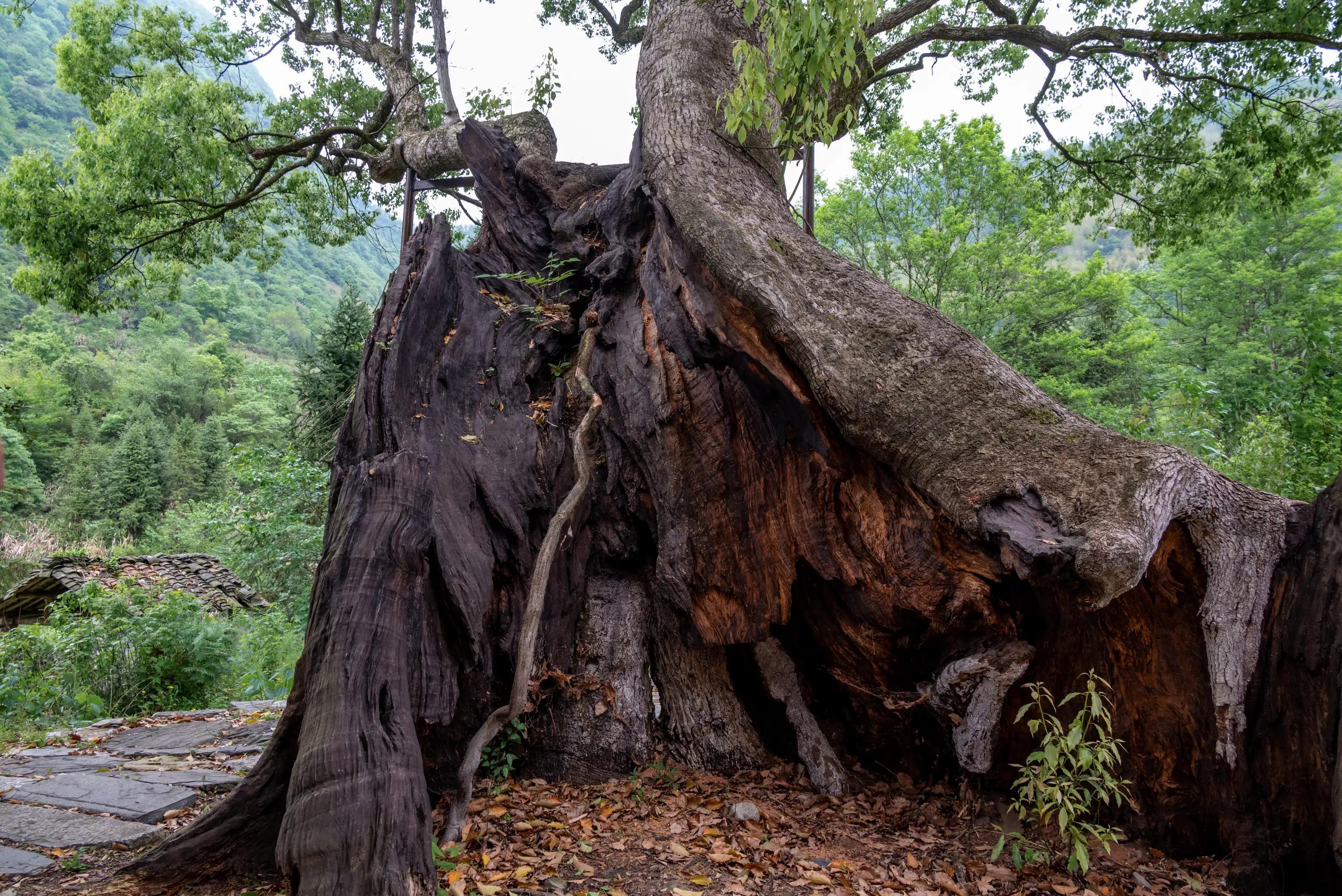 仙寓山富硒茶含硒多少(仙寓硒泉生产厂家)-硒宝网