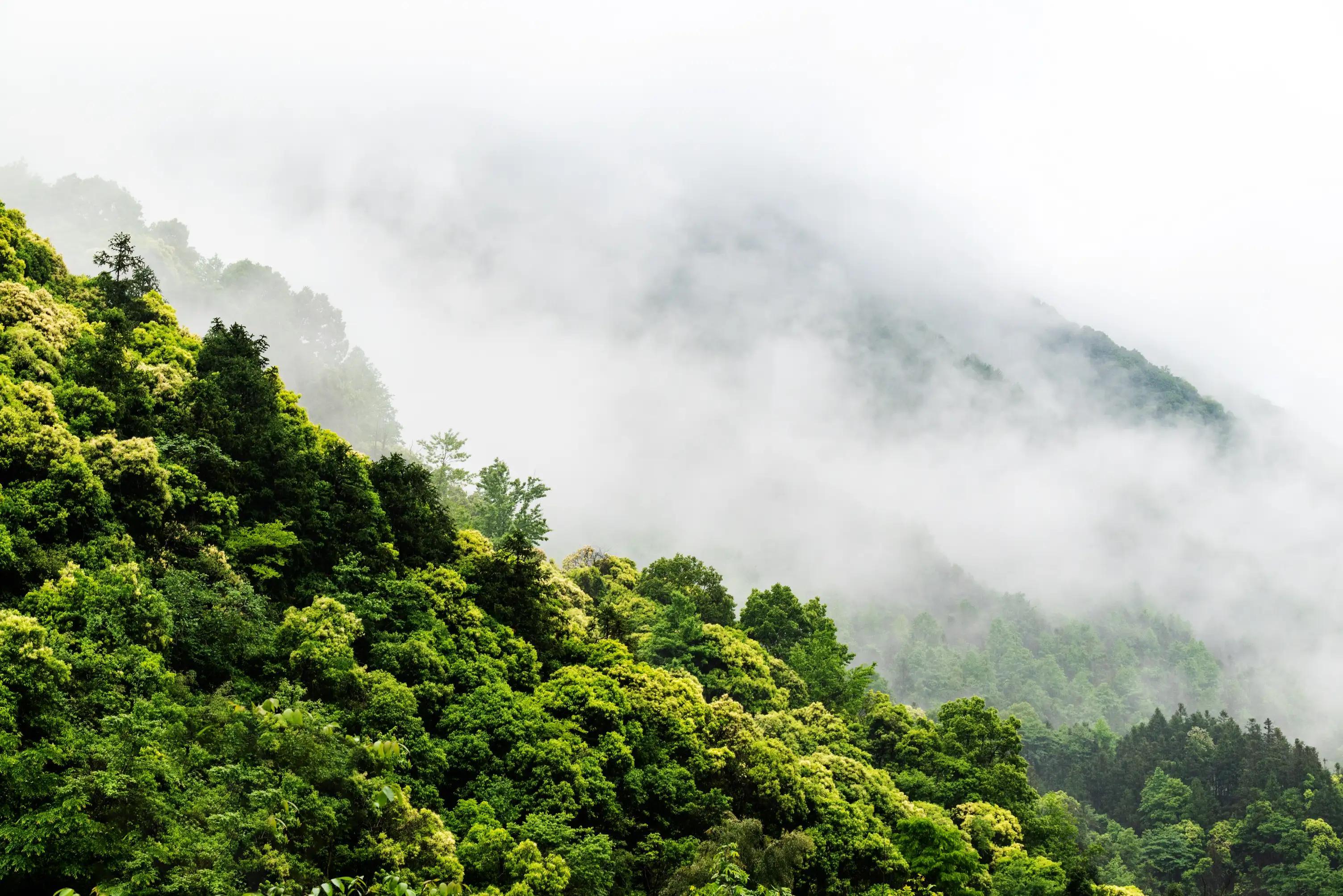 仙寓山富硒茶含硒多少(仙寓硒泉生产厂家)-硒宝网