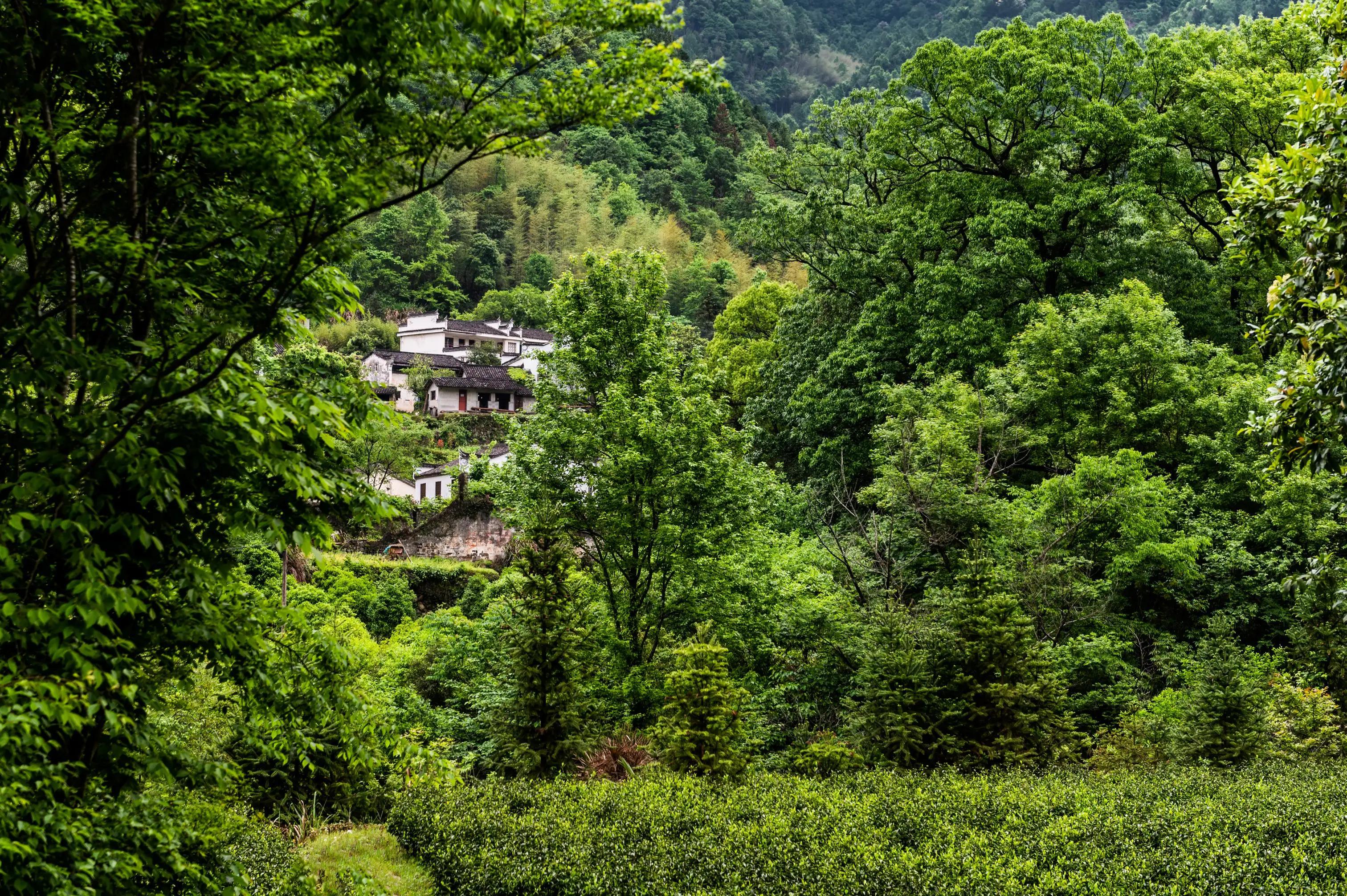 仙寓山富硒茶含硒多少(仙寓硒泉生产厂家)-硒宝网