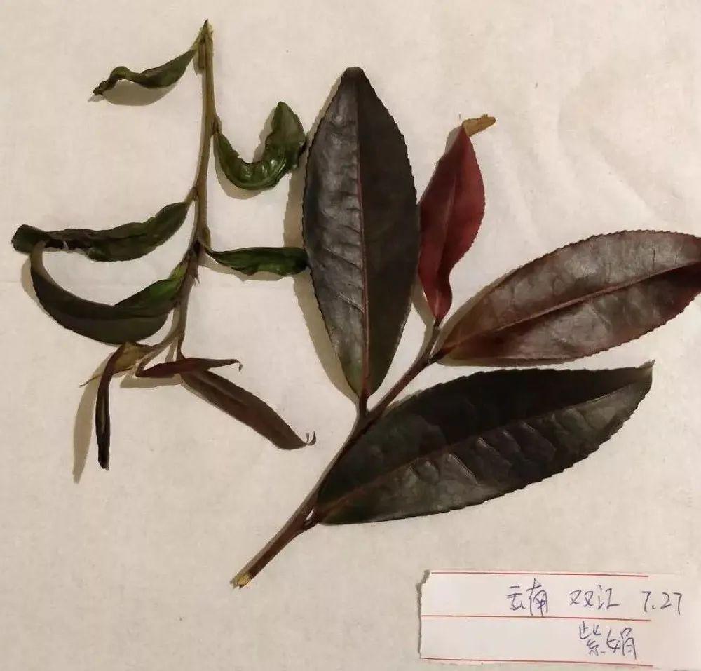 富硒茶中的硒溶于水吗（富硒速溶茶）-硒宝网