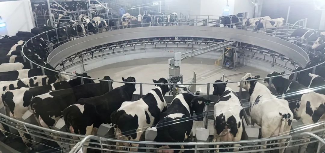 补钙牛奶什么牌子好(牌子牛奶补钙好不好)-硒宝网