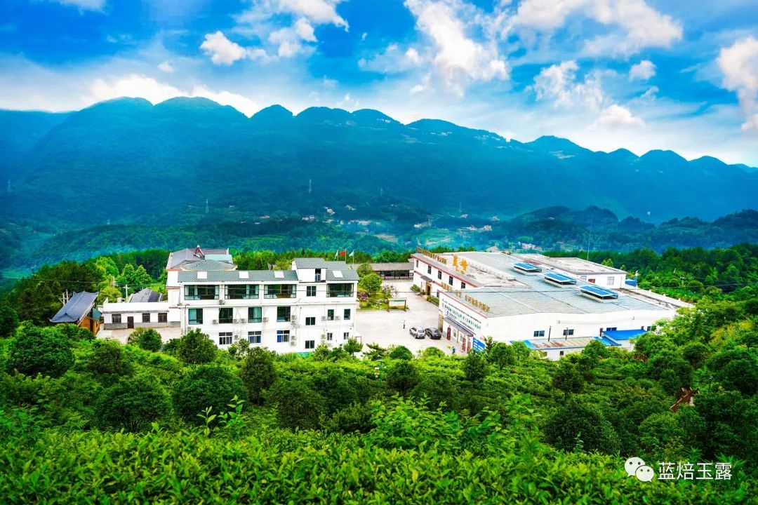 硒妃蒋家坡秋木富硒茶(富硒茶与蒲公英茶)-硒宝网