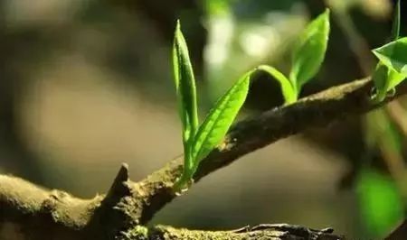 紫阳富硒茶明前茶采摘（紫阳富硒明前茶价格）-硒宝网