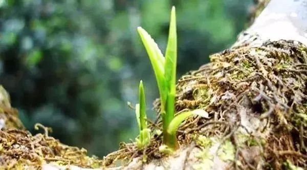 紫阳富硒茶明前茶采摘（紫阳富硒明前茶价格）-硒宝网