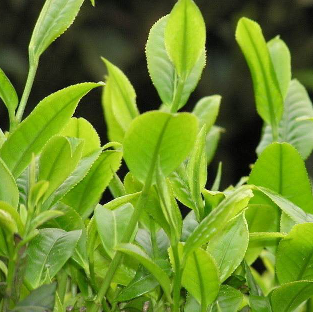 紫阳富硒茶明前茶采摘（紫阳富硒明前茶价格）-硒宝网