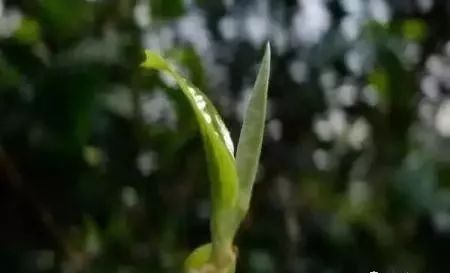 紫阳富硒茶明前茶采摘（紫阳富硒明前茶价格）-硒宝网