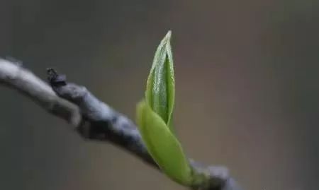 紫阳富硒茶明前茶采摘（紫阳富硒明前茶价格）-硒宝网