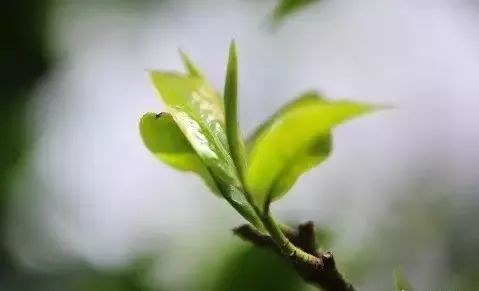 紫阳富硒茶明前茶采摘（紫阳富硒明前茶价格）-硒宝网