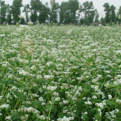 紫阳富硒茶属什么茶类(茶属紫阳类富硒产品吗)-硒宝网