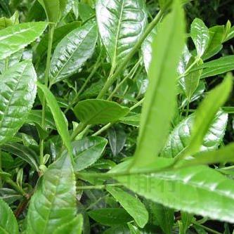 紫阳富硒茶属什么茶类(茶属紫阳类富硒产品吗)-硒宝网