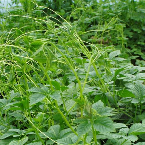 紫阳富硒茶属什么茶类(茶属紫阳类富硒产品吗)-硒宝网