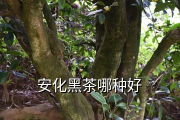 富硒茶黑茶功效与作用（黑茶的功效你搜一下）-硒宝网