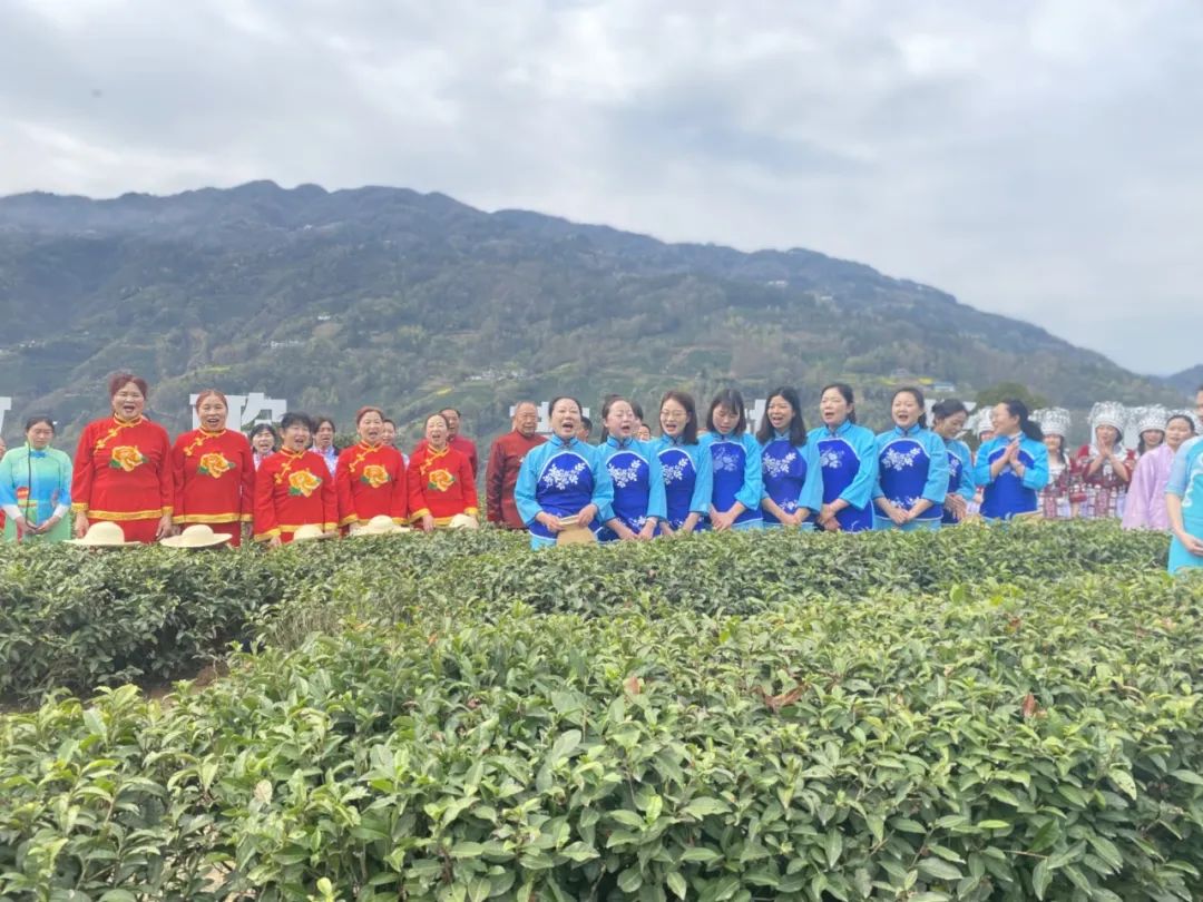 富硒茶是茶尖还是茶叶（富硒茶是毛尖吗）-硒宝网