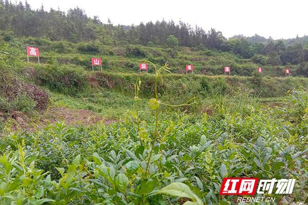 富硒茶好还是莓茶好呢（富硒茶硒含量）-硒宝网