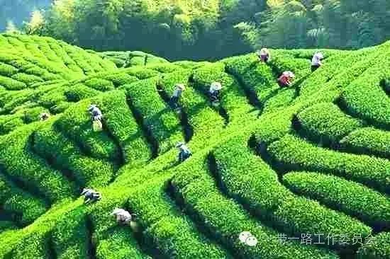 广东的富硒茶是什么茶(富硒茶文化)-硒宝网