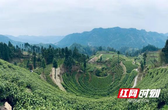 那小茶富硒有机黄金茶（富硒黄金茶怎样冲泡）-硒宝网
