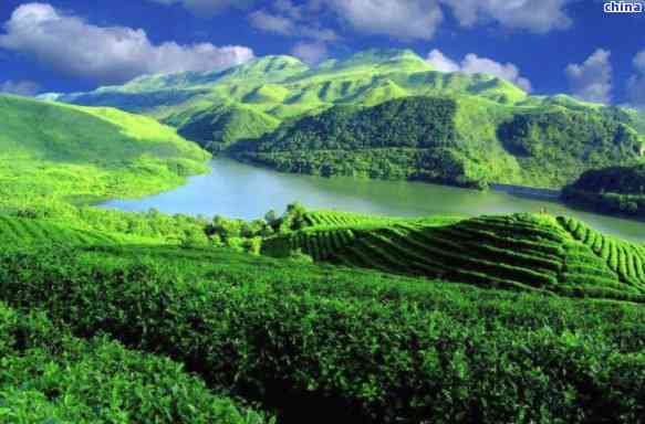 富硒的茶属于什么茶种(茶叶富硒)-硒宝网