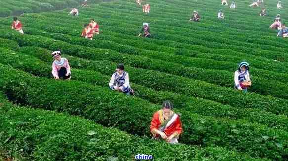 富硒的茶属于什么茶种(茶叶富硒)-硒宝网