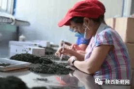 秦巴山富硒茶是什么茶(巴东富硒茶)-硒宝网