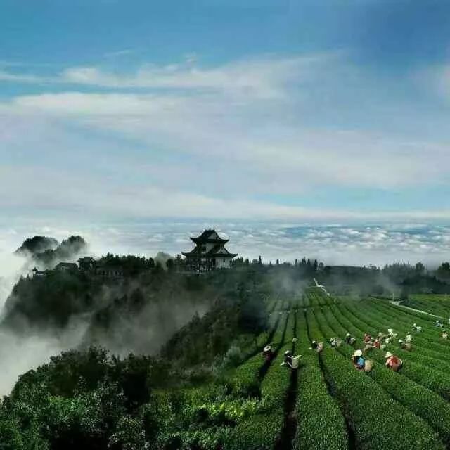 开阳富硒茶可以投资吗(开阳富硒茶园)-硒宝网