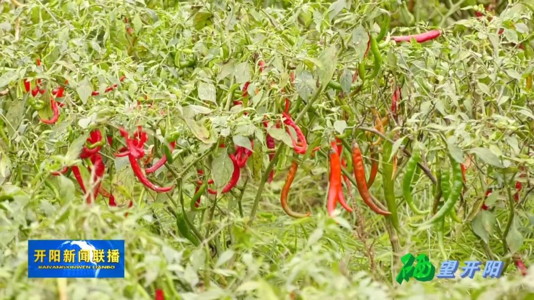 开阳富硒茶可以投资吗(开阳富硒茶园)-硒宝网