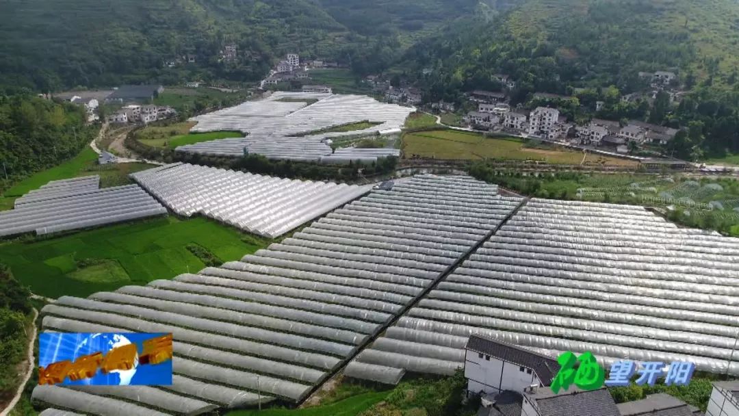 开阳富硒茶可以投资吗(开阳富硒茶园)-硒宝网