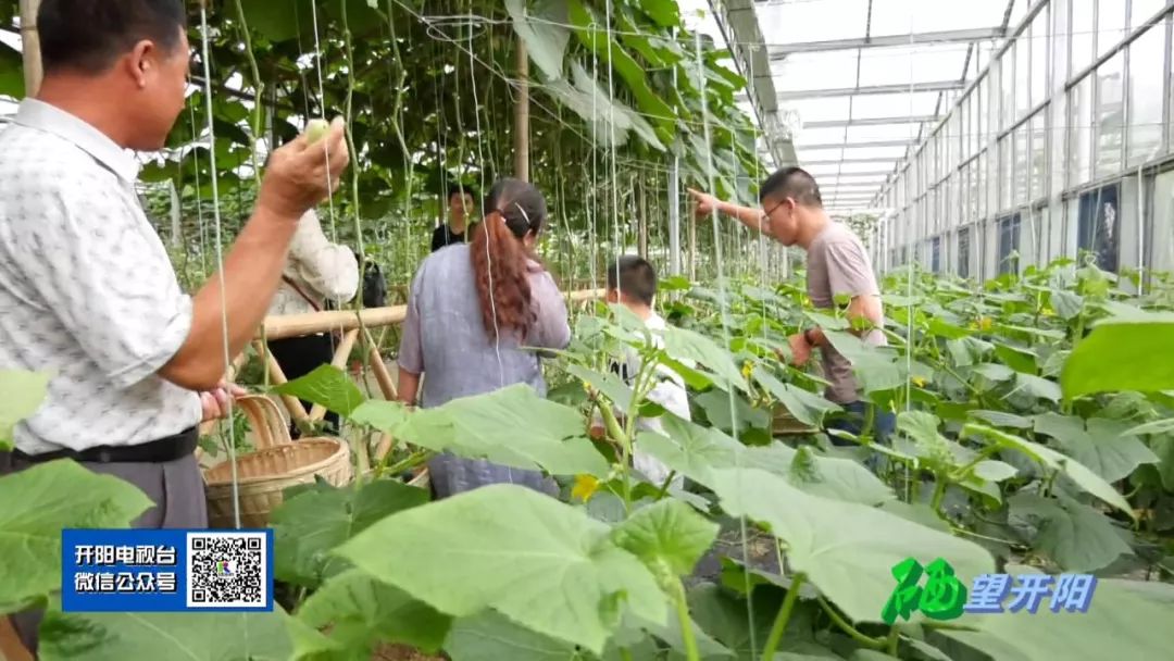 开阳富硒茶可以投资吗(开阳富硒茶园)-硒宝网