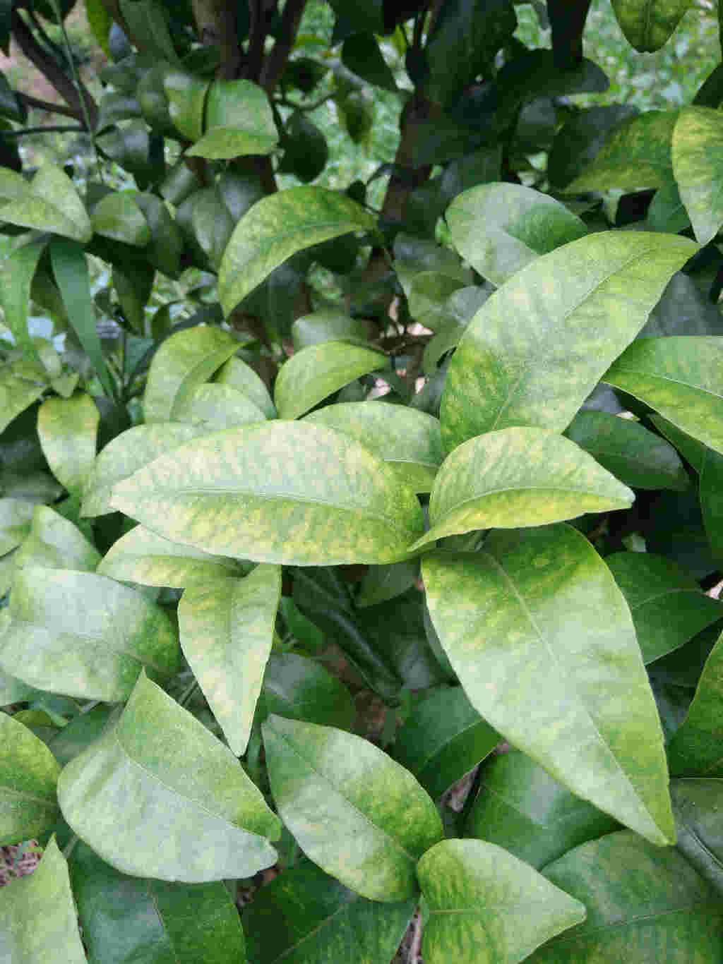 孩子检查微量元素挂什么科(查微量元素挂儿科吗)-硒宝网