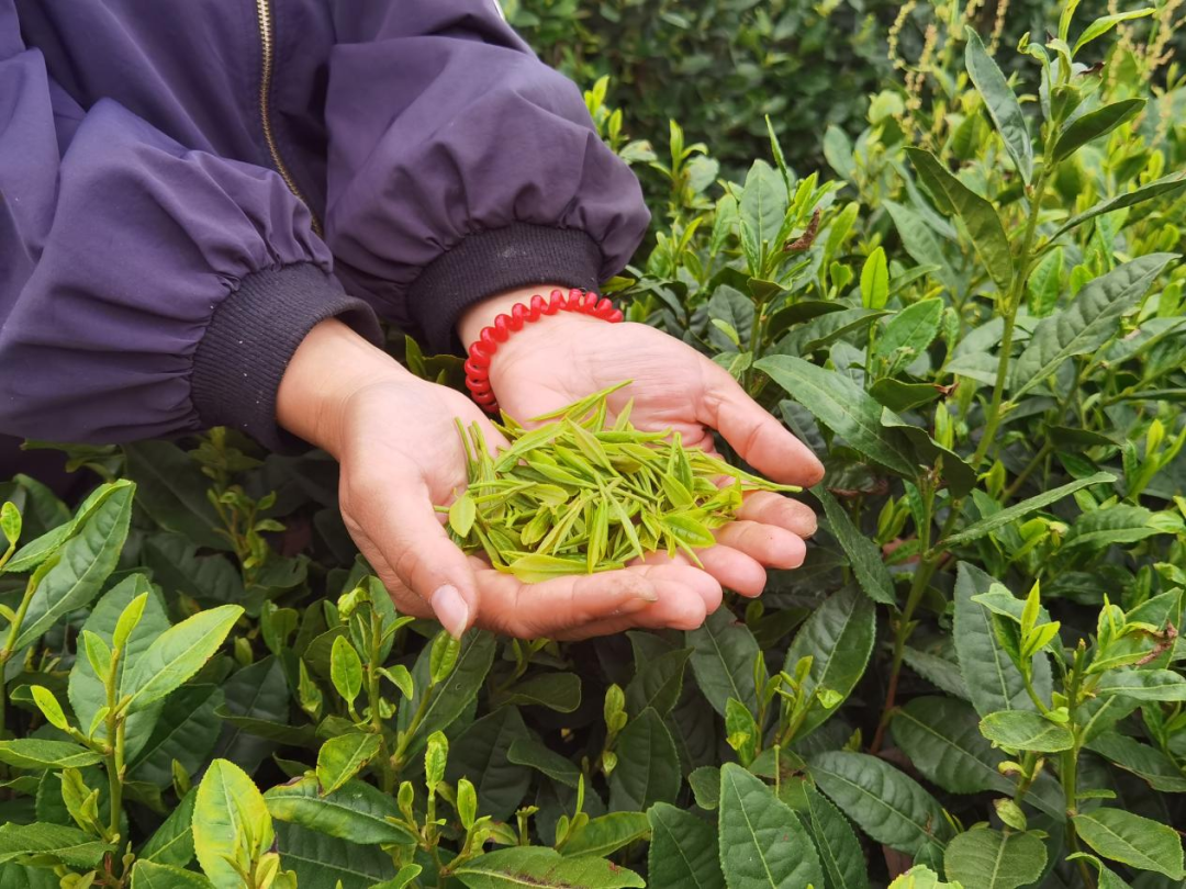 开阳富硒茶地理标志图（地理标志产品茶叶）-硒宝网