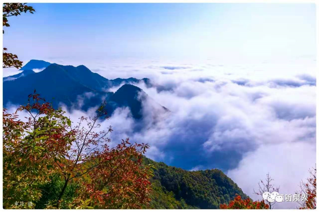 紫阳富硒茶基地在哪里(紫阳富硒茶产区)-硒宝网