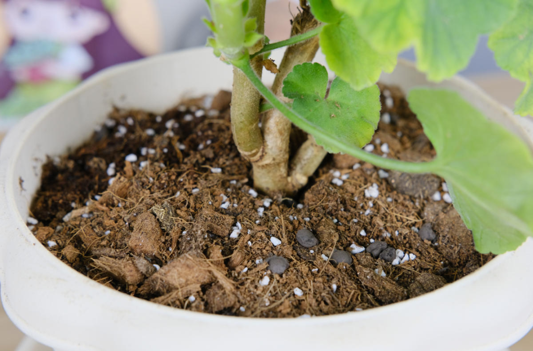 补铁副作用(补铁副作用)-硒宝网