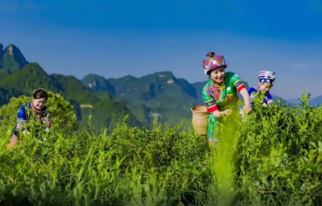 恩施富硒藤茶饮用方法(湖北恩施富硒藤茶)-硒宝网