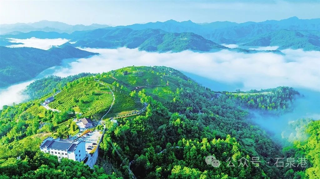 峰富硒茶种植示范基地（富硒茶树）-硒宝网