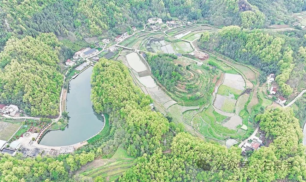 峰富硒茶种植示范基地（富硒茶树）-硒宝网