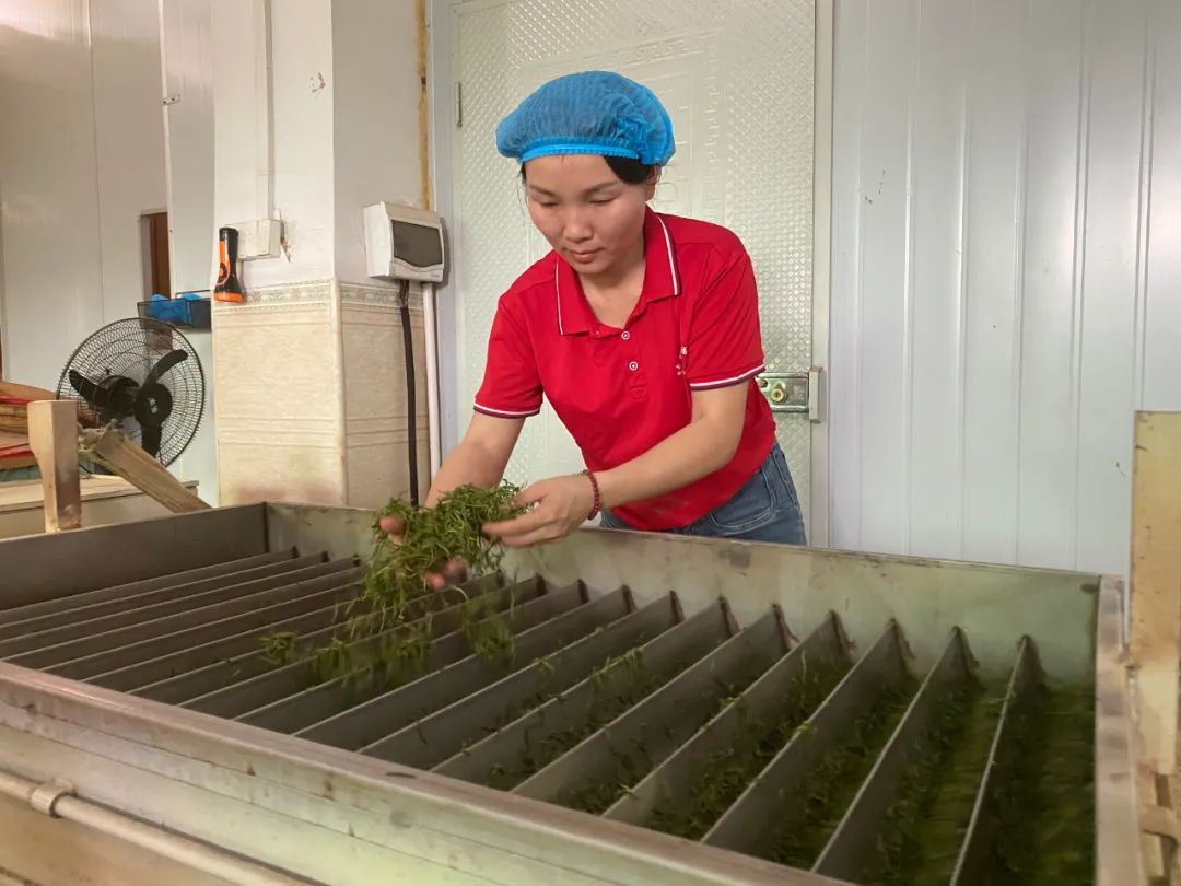 峰富硒茶种植示范基地（富硒茶之乡）-硒宝网