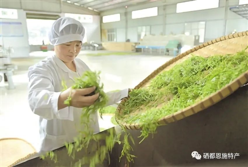 恩施富硒藤茶饮用方法(恩施富硒藤茶的功效与作用)-硒宝网