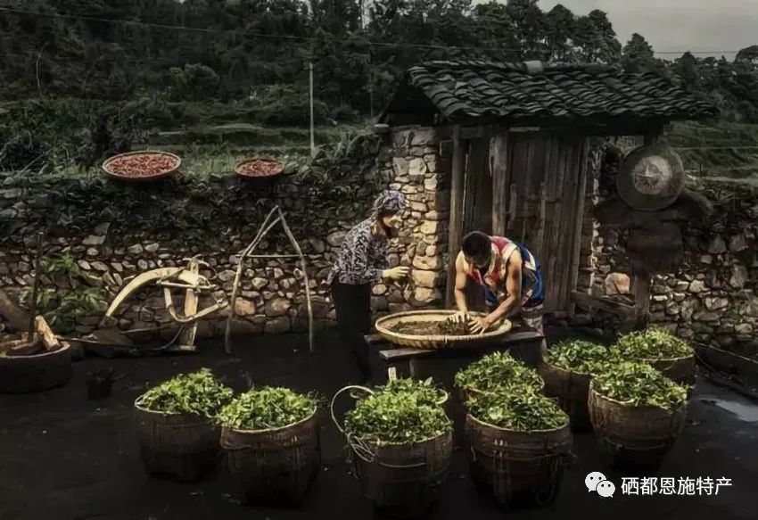 恩施富硒藤茶饮用方法(恩施富硒藤茶的功效与作用)-硒宝网