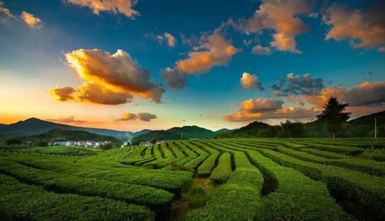 石台富硒茶有什么品牌(茶石台富硒品牌有几种)-硒宝网