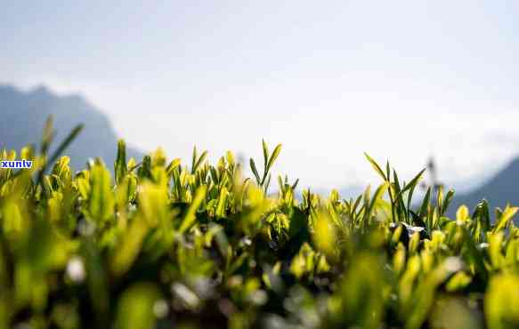 野生富硒茶属于红茶吗（野生红茶茶属于富硒类吗）-硒宝网