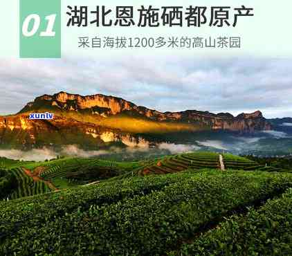 湖北好喝的富硒茶玉露(玉露富硒茶多少钱)-硒宝网