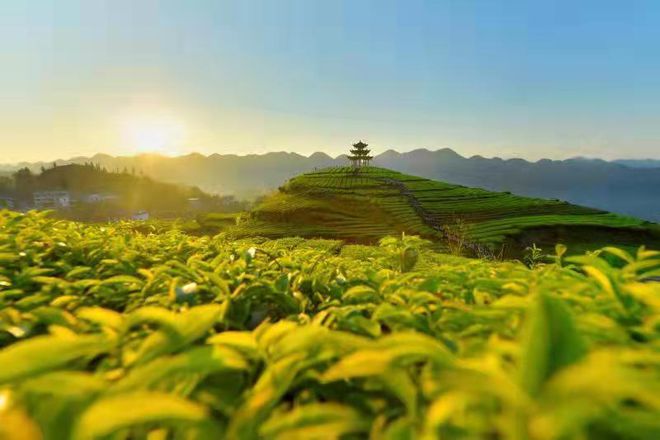 安徽清冽的恩施富硒茶(恩施富硒茶叶多少钱一斤)-硒宝网