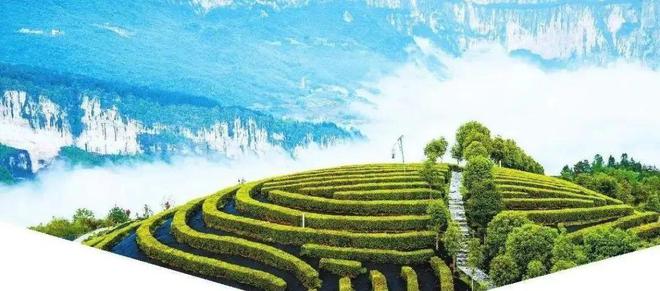 安徽清冽的恩施富硒茶(恩施富硒茶叶多少钱一斤)-硒宝网