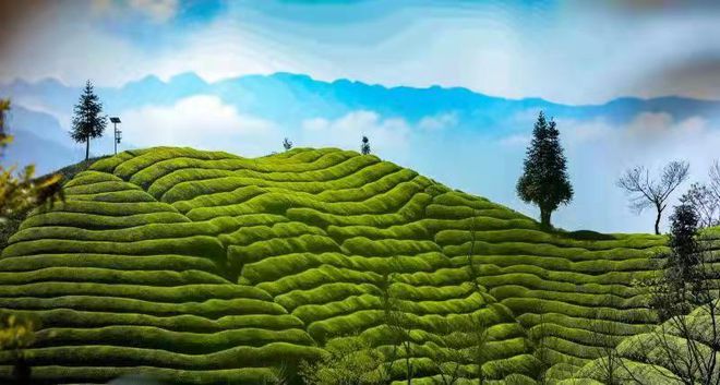 安徽清冽的恩施富硒茶(恩施富硒茶叶多少钱一斤)-硒宝网