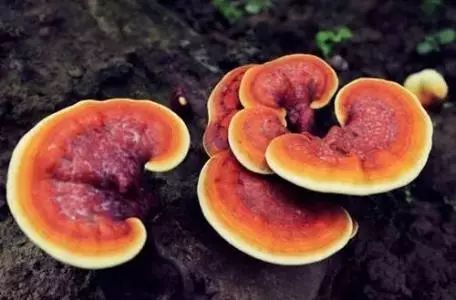 恩施富硒茶是绿茶吗?（恩施富硒绿茶含硒量）-硒宝网