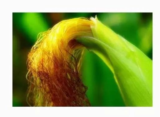 恩施富硒茶是绿茶吗?（恩施富硒绿茶含硒量）-硒宝网