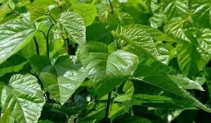 恩施富硒茶是绿茶吗?（恩施富硒绿茶含硒量）-硒宝网