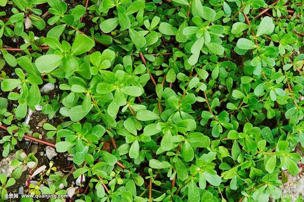 恩施富硒茶是绿茶吗?（恩施富硒绿茶含硒量）-硒宝网