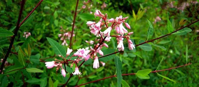 恩施富硒茶是绿茶吗?（恩施富硒绿茶含硒量）-硒宝网