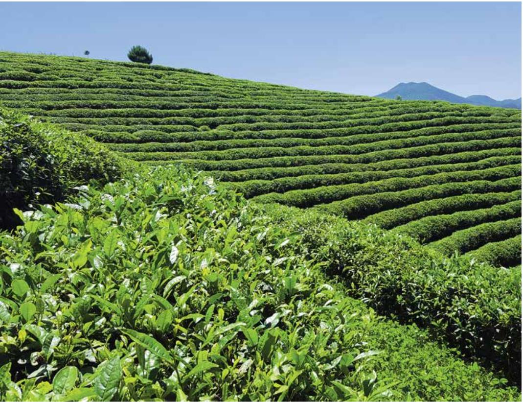 汉中毛尖和秦巴富硒茶（汉中毛尖茶多少钱一斤）-硒宝网