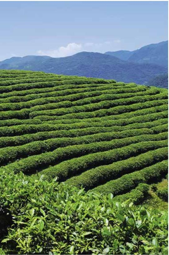 汉中毛尖和秦巴富硒茶（汉中毛尖茶多少钱一斤）-硒宝网